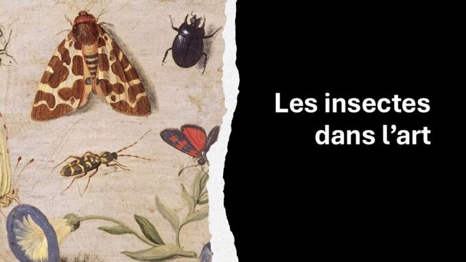 Illus insectes.jpg